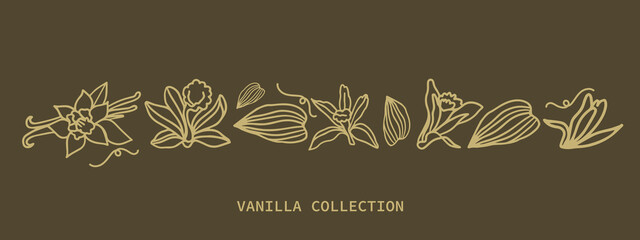 Isolated vector set of vanilla on a dark background. Vanilla sticks, vanilla flower and pods. Aroma, food. Hand drawn. Vector hand drawn illustration of orchid Flower and pods on isolated background.