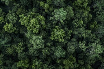 An aerial view of a densely packed forest with a mass of trees creating a green canopy