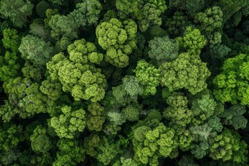 A group of densely packed trees in the heart of a forest, providing habitat for wildlife