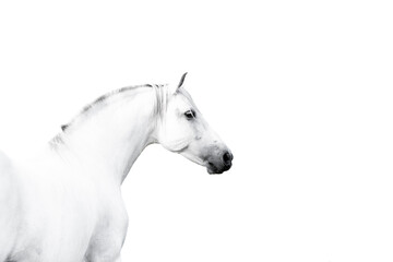 Beautiful horse white grey p.r.e. Andalusian in paddock paradise  - obrazy, fototapety, plakaty