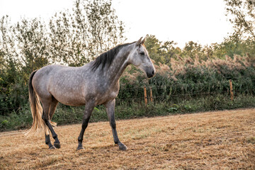 Beautiful horse white grey p.r.e. Andalusian in paddock paradise 