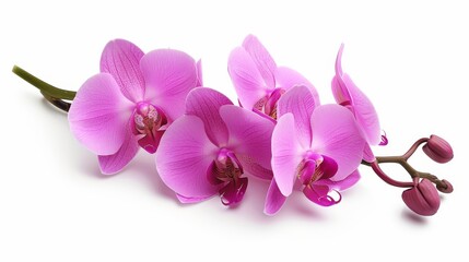   A collection of pink orchids against a pristine white backdrop, with each bloom retaining its stem attachment