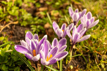 Purple spring crocuses with yellow centers blooming in garden
