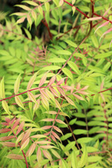 Macro image of False Spiraea foliage, Derbyshire England
