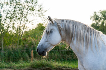 Beautiful horse white grey p.r.e. Andalusian in paddock paradise 