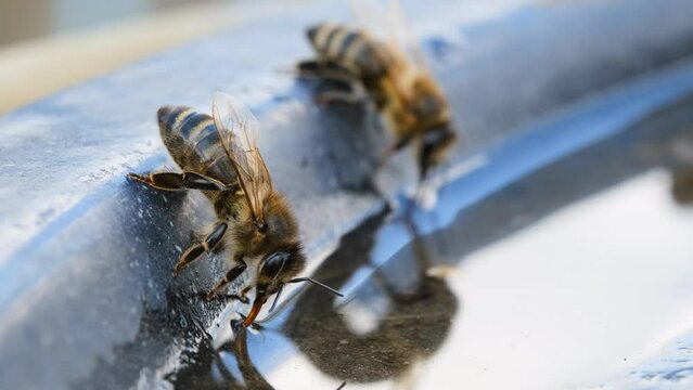 The bee drinks water in the summer. Macro video 4k.