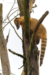 Petit ours lémurien Coati roux perché dans un arbre avec une longue queue rayée et regardant...