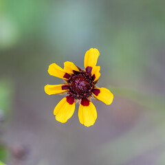 Beautiful Gold and Burgundy Plains Coreopsis Wildflower - Coreopsis tinctoria