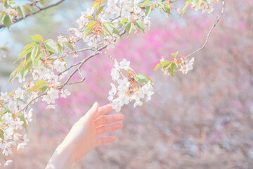 公園に咲く美しい桜の花