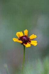 Beautiful Gold and Burgundy Plains Coreopsis Wildflower - Coreopsis tinctoria