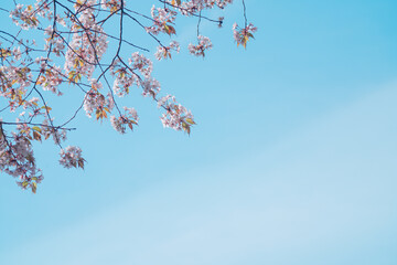 公園に咲く美しい桜の花