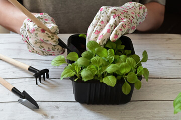 Woman wearing gardening gloves transplanting flower into pot at wooden table, closeup