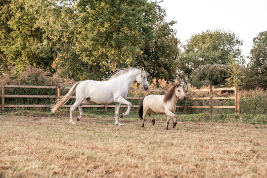 Beautiful horse white grey p.r.e. Andalusian in paddock paradise two one big and one small cute buckskin