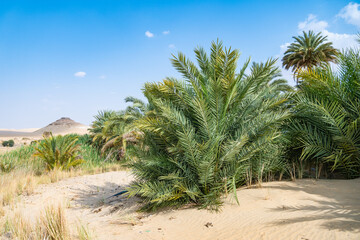 Siwa Oasis, Libyan Desert, Egypt
