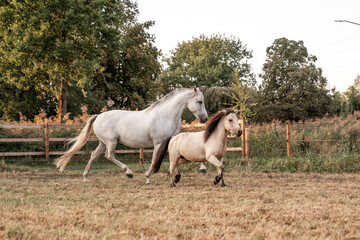 Beautiful horse white grey p.r.e. Andalusian in paddock paradise two one big and one small cute...