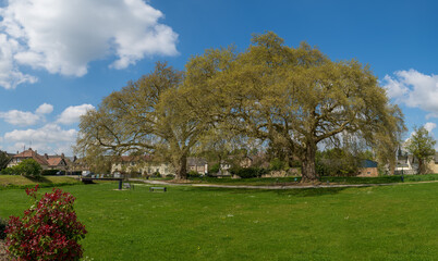 Deux gigantesques platanes centenaires dans un parc de l'Aigle dans l'Orne