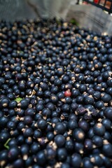 Natural black currant