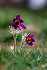 Pasqueflower