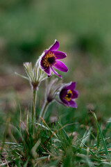 Pasqueflower