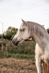 Beautiful horse white grey p.r.e. Andalusian in paddock paradise portrait