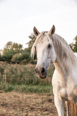 Obraz na płótnie Canvas Beautiful horse white grey p.r.e. Andalusian in paddock paradise portrait