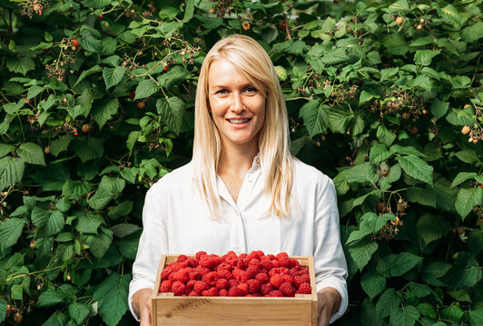 Portrait of a woman agronomist with a box full of raspberries. Young woman with freckles stands near the raspberry bushes holding a box full of berries.