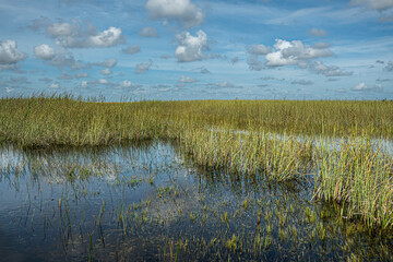 Everglades, Florida, USA - July 29, 2023: Pure swampland covered in reed under blue cloudscape, reflected in dark water