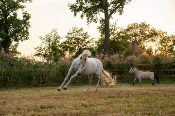 Beautiful horse white grey p.r.e. Andalusian in paddock paradise 