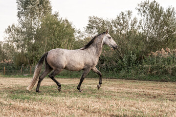 Beautiful horse white grey p.r.e. Andalusian in paddock paradise one trotting run