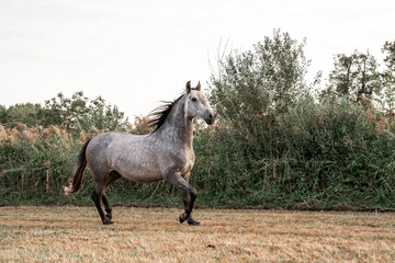 Beautiful horse white grey p.r.e. Andalusian in paddock paradise one trotting run