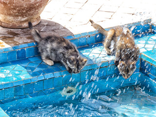 Deux petits chatons aspergés d'eau jouent dans une fontaine