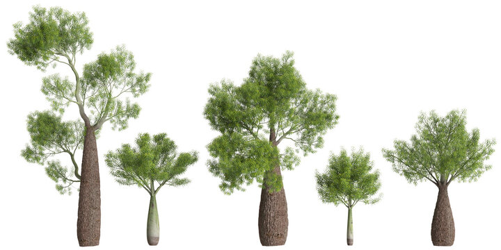 3d illustration of Brachychiton rupestris tree isolated on transparent background