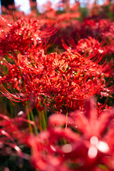 Red spider lily(曼珠沙華)