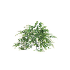 3d illustration of Sorbaria sorbifolia bush isolated on transparent background - obrazy, fototapety, plakaty