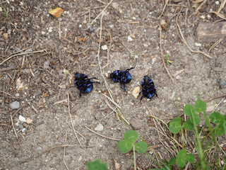 Trois gros scarabées morts retournés sur le dos sur un chemin de terre