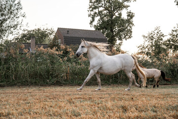 Beautiful horse white grey p.r.e. Andalusian in paddock paradise gallop and running