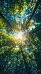 A view of the sky and trees from below, portraying the concept of carbon neutrality and sustainability. - obrazy, fototapety, plakaty