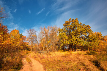 Autumn forest in the sunny day. Orange color tree, red brown leaves in fall city park. - 773181442
