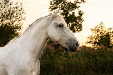 Obraz na płótnie Canvas Beautiful horse white grey p.r.e. Andalusian in paddock paradise portrait of a stallion