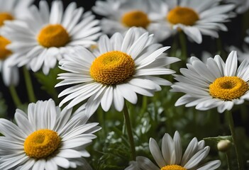 Beauty of a collection of Indian daisy flowers in a close-up view.