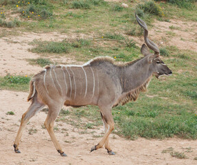 Obraz na płótnie Canvas A Greater Kudu walking in the forest