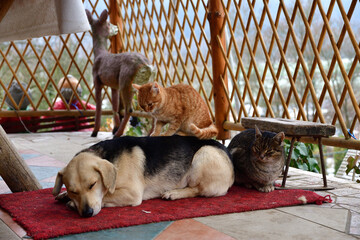 A domestic cat sleeps on a dog's back like big friends - 773183688