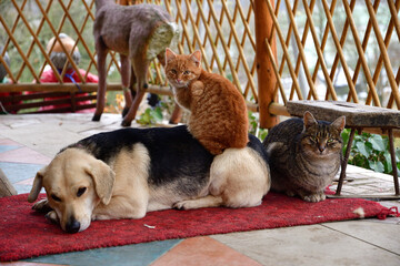 A domestic cat sleeps on a dog's back like big friends - 773183691
