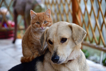 Domestic dog and cats to snuggle together as best friends in love - 773183852