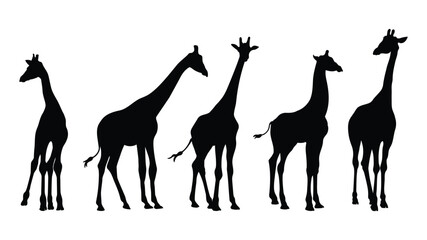 Giraffe silhouette vector illustration. Hand drawn giraffe silhouette