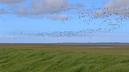 Auffliegende Nonnengänse (Branta leucopsis) im ostfriesischen Watt.vor Norderney