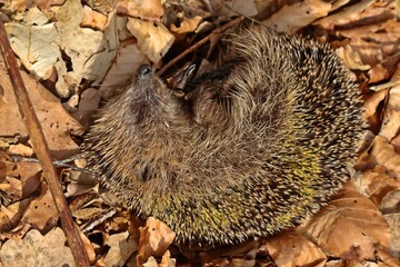 Toter Igel (Erinaceus europaeus) im Frühling