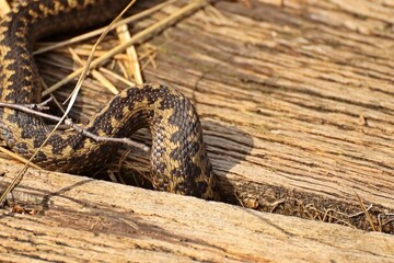 Kreuzotter (Vipera berus) auf dem Bohlenweg am Ewigen Meer.