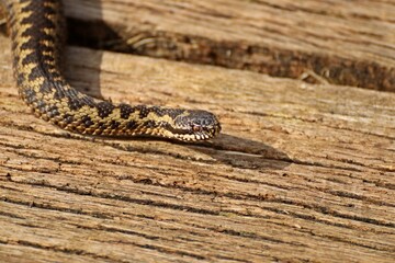 Kreuzotter (Vipera berus) auf dem Bohlenweg am Ewigen Meer.