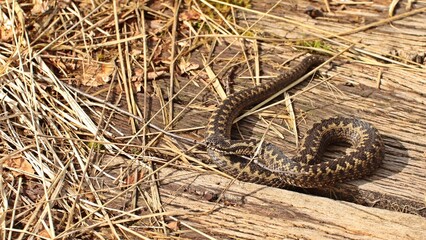 Kreuzotter (Vipera berus) auf dem Bohlenweg am Ewigen Meer.